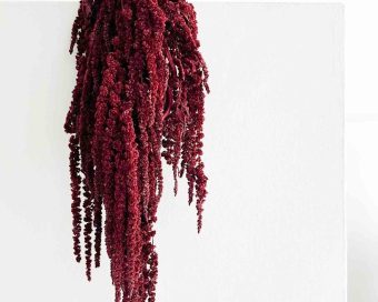 Bordo amarant