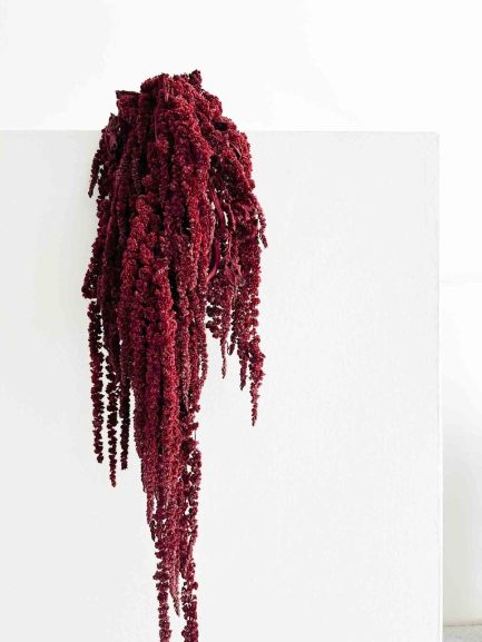 Bordo amarant