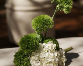 Stabilizovan Dianthus