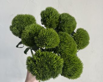 Stabilizovan Dianthus