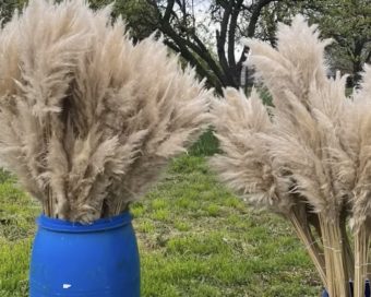 Pampas domaći buket