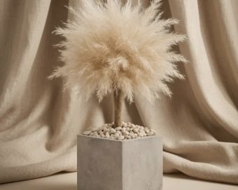 Pampas drvo BONSAI