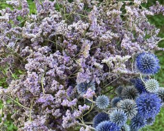 Ljubičasti limonium