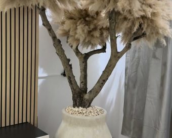 Pampas drvo QUATRO