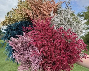 Limonium mrežica u boji