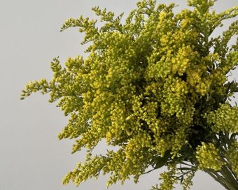 Divlja mimoza-solidago