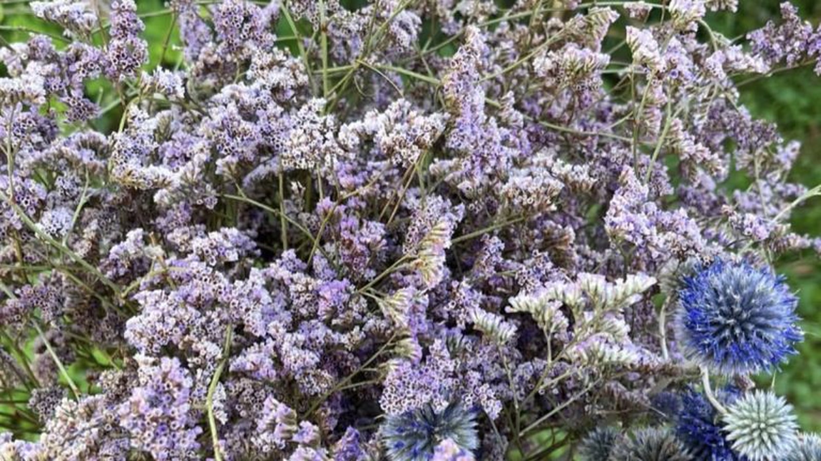 Trenutno gledate Ljubičasti limonium u dekoraciji: kako koristiti akcentnu boju u suvim buketima